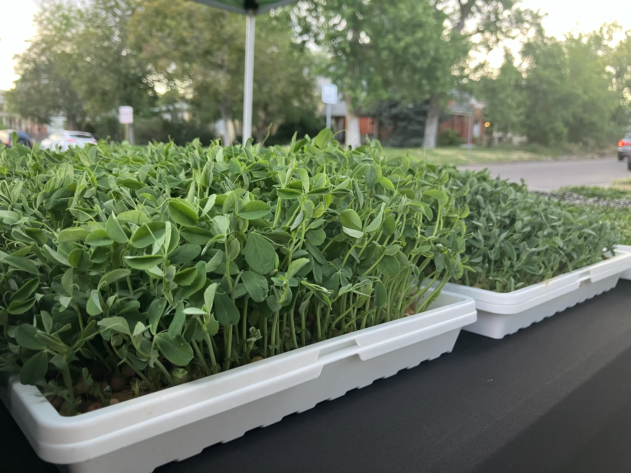 Fresh pea shoots in trays at a Restin’ Peas market stand