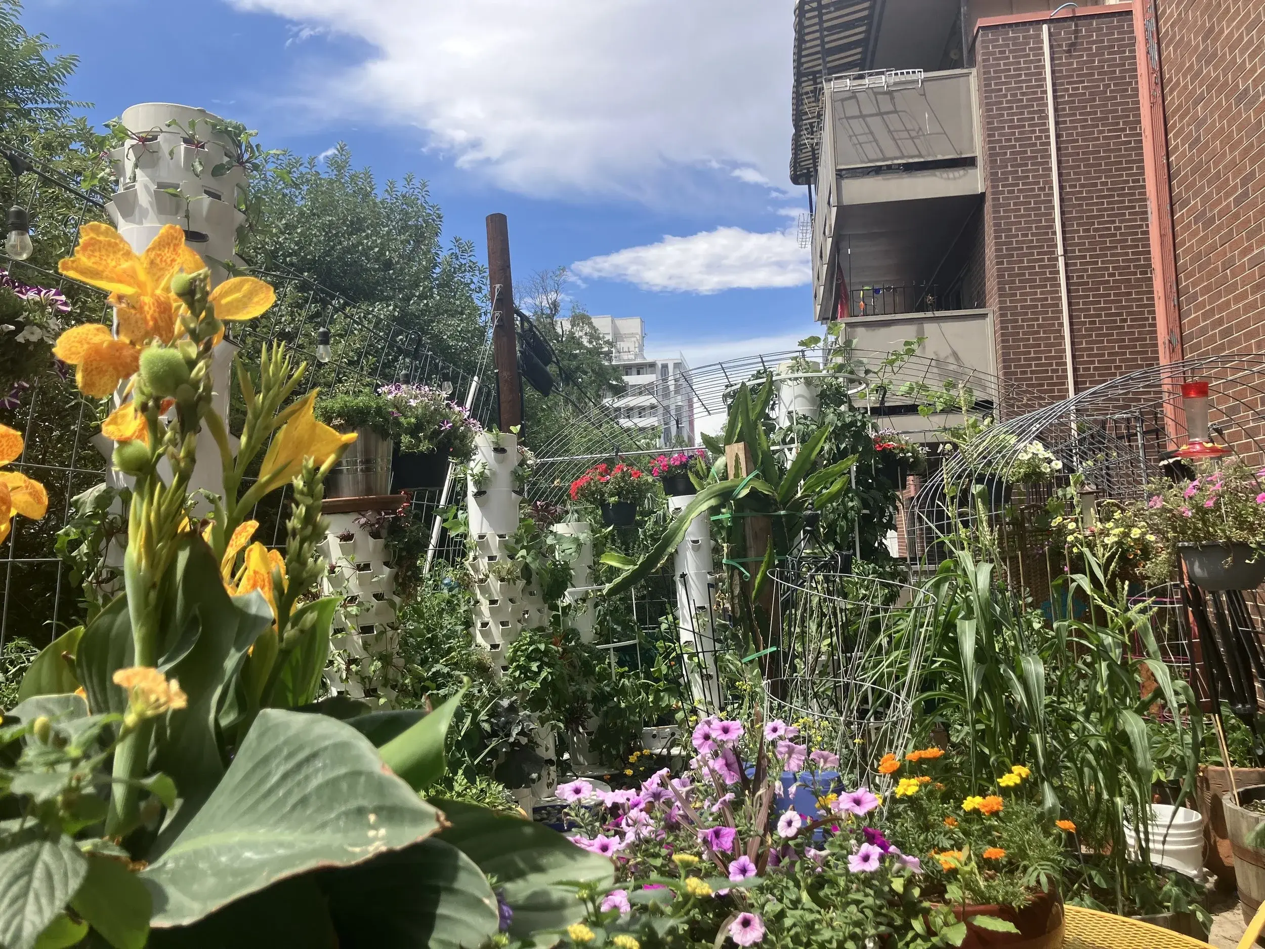 Avery’s 2026 personal hydroponic garden in central Denver, filled with flowers and growing towers