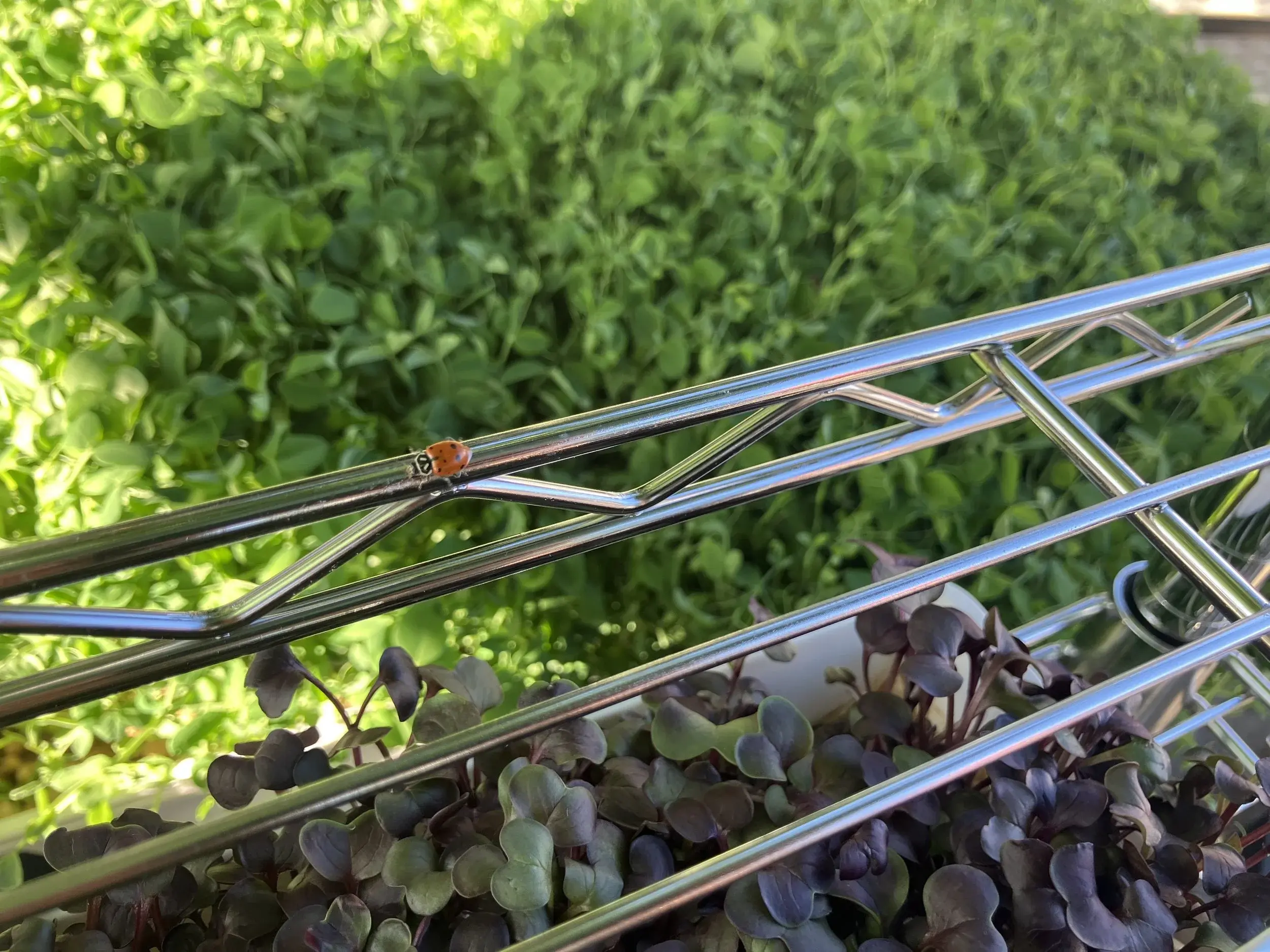 Microgreens growing in trays at the Restin’ Peas farm