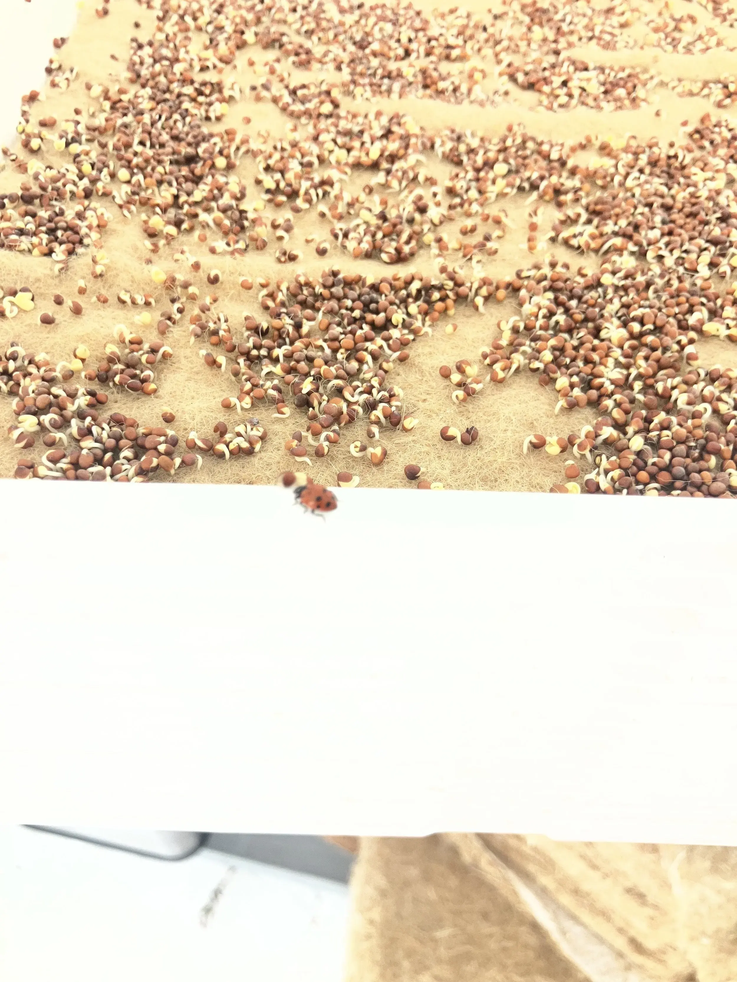 Freshly sprouted seeds and a ladybug at the Restin’ Peas farm