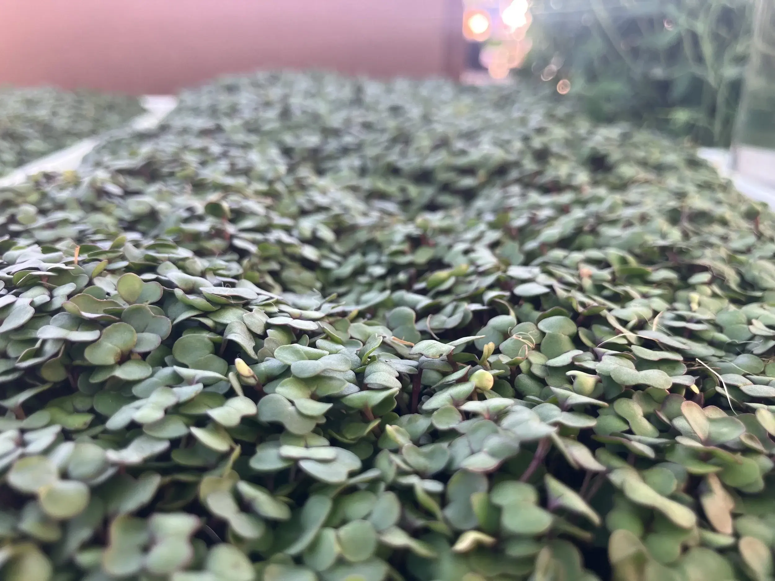 Fresh greens growing in trays at Restin’ Peas